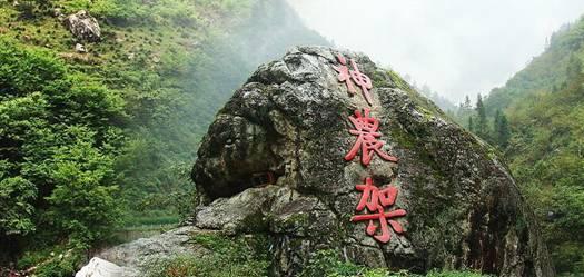 可爱猫咪救援